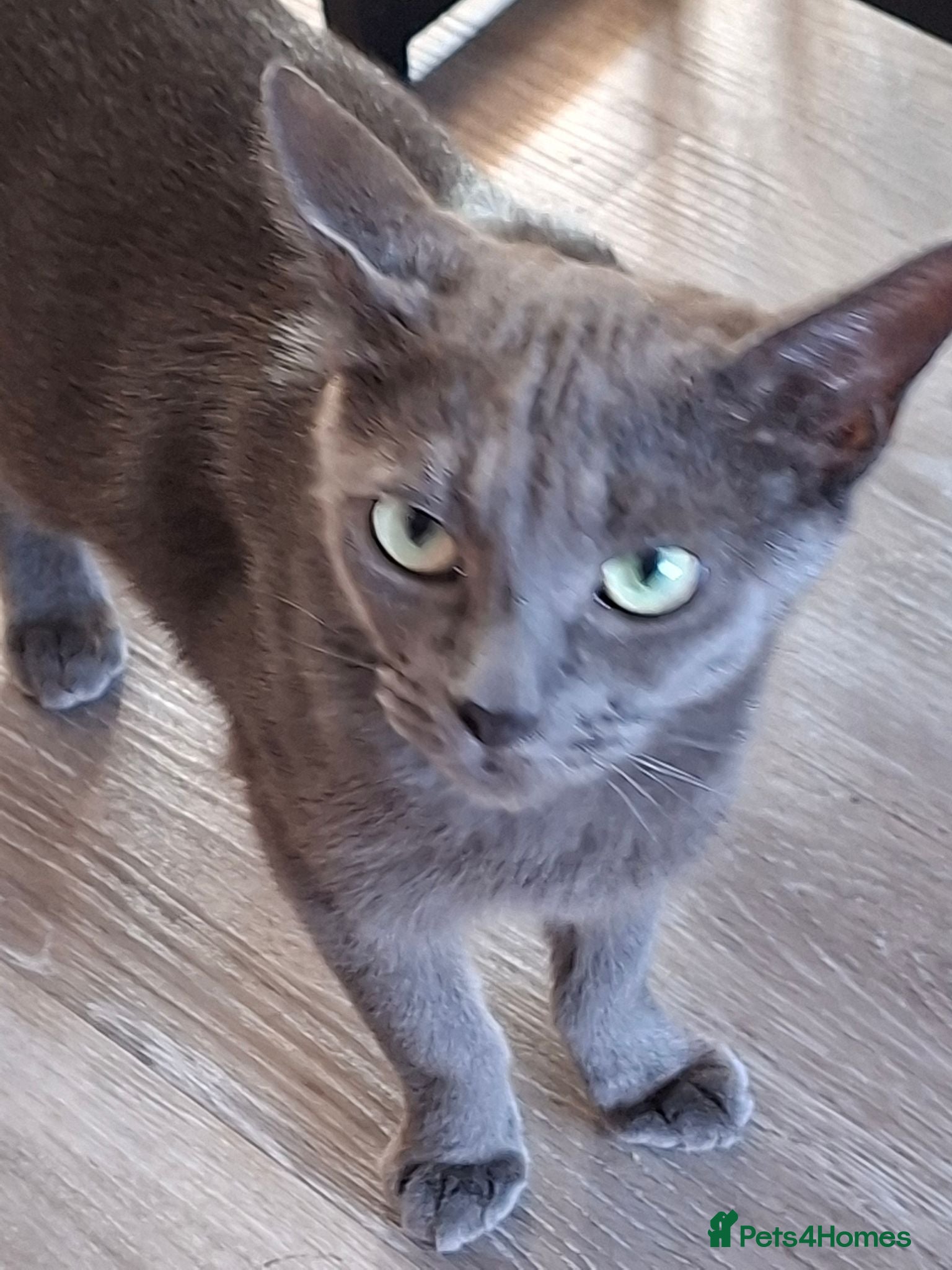 Mixed Breed cats Kittens for sale - Advert 8