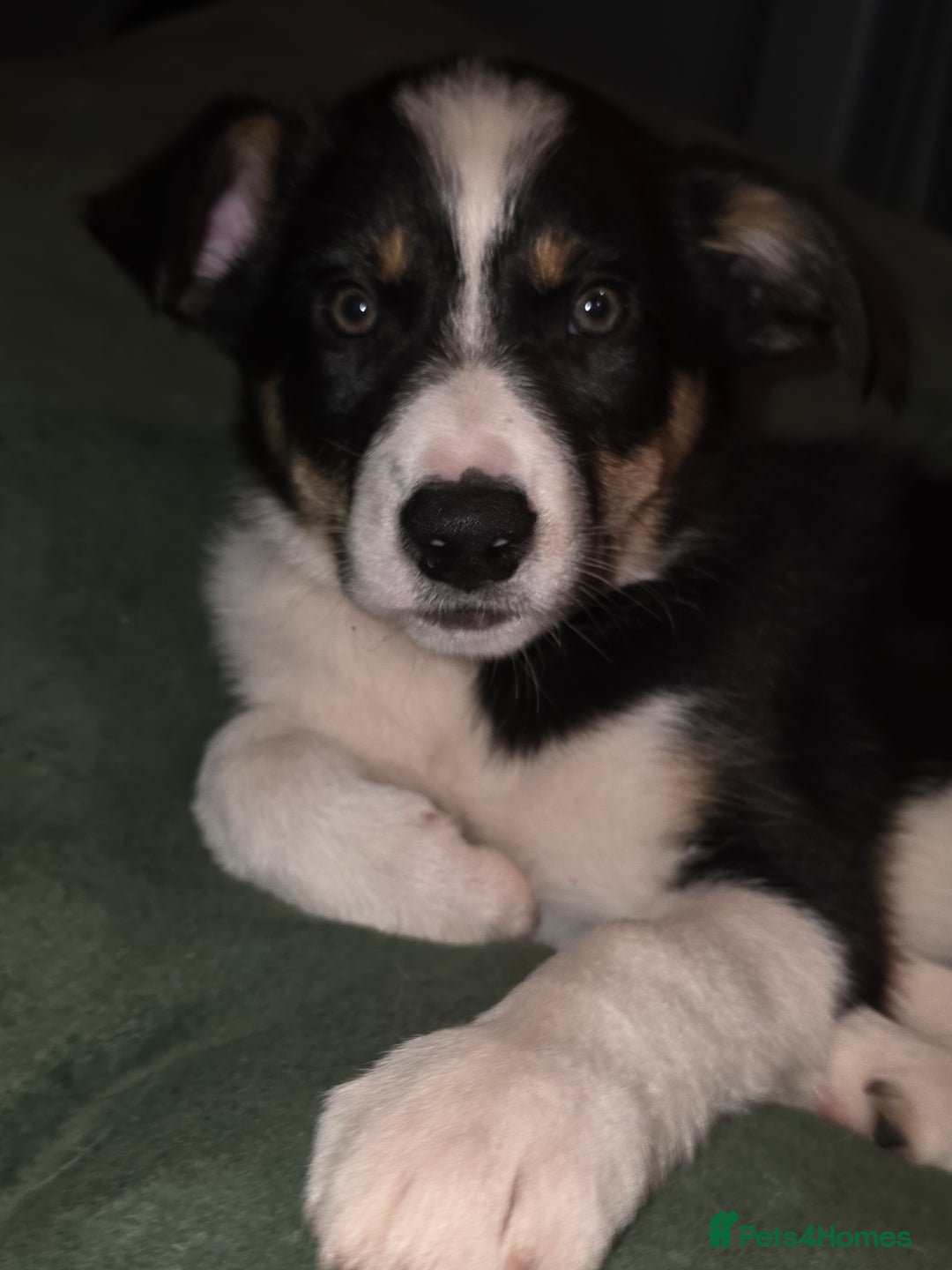 Border Collie dogs for sale: Border collie puppies - Advert 12