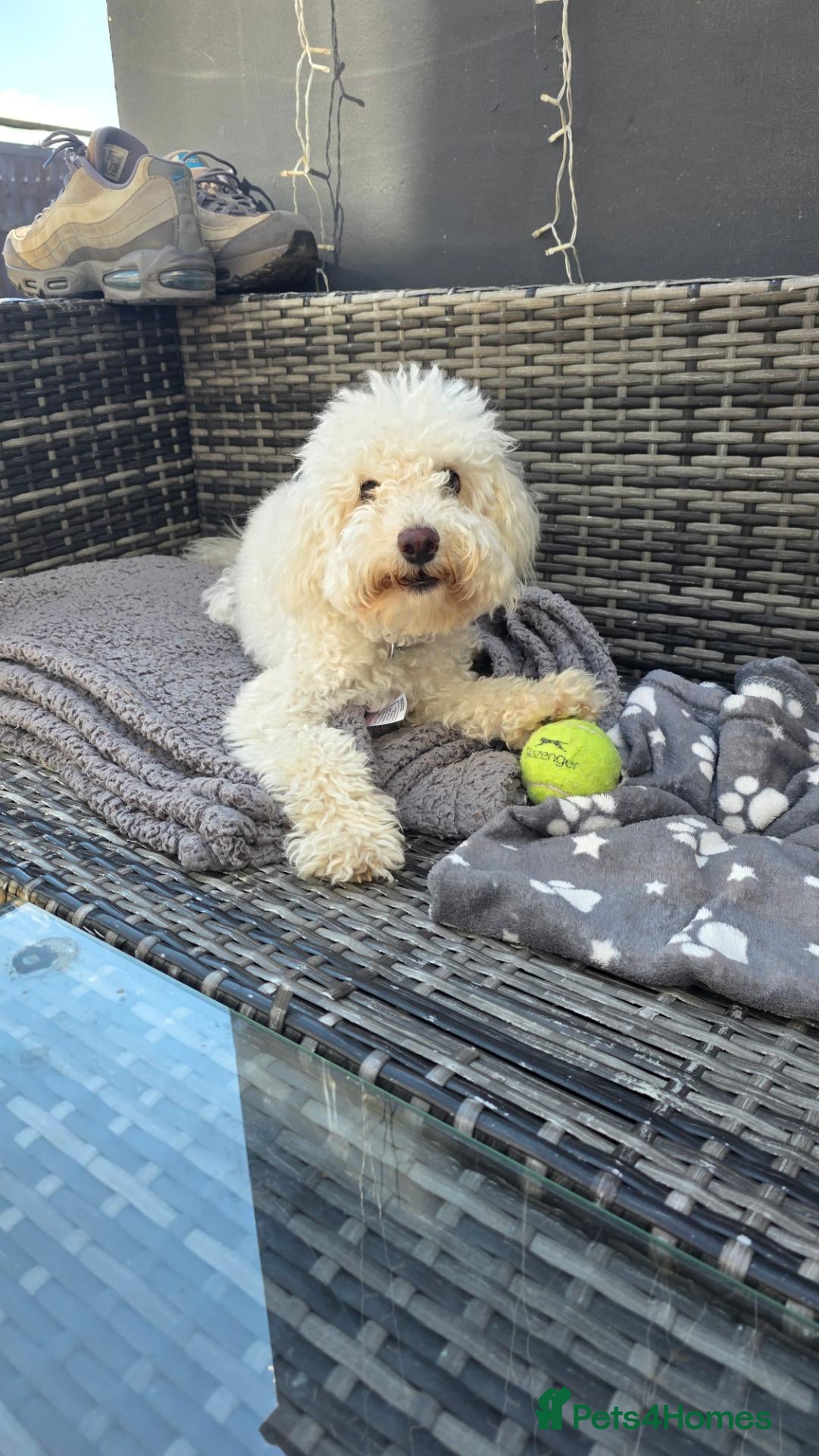 Toy Poodle dogs 🐾 TOY POODLE PUPPIES🐾 - Advert 8