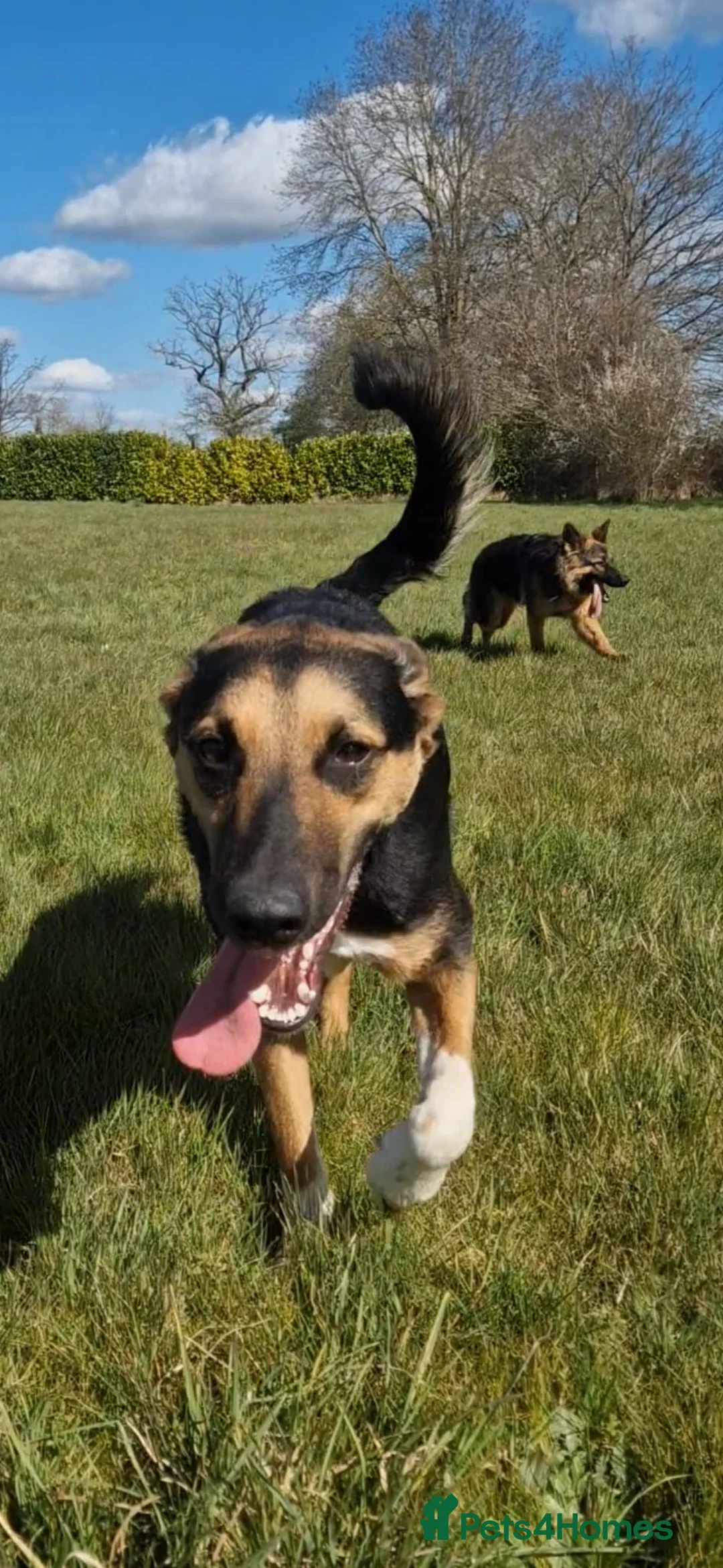 Mixed Breed dogs for adoption: 💙BRUNO💙- Yours And Your Other Dog Best Friend in Woking - Advert 2