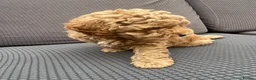 Cockapoo dogs for sale: Wonderful healthy puppies can go to new homes  - Advert 8