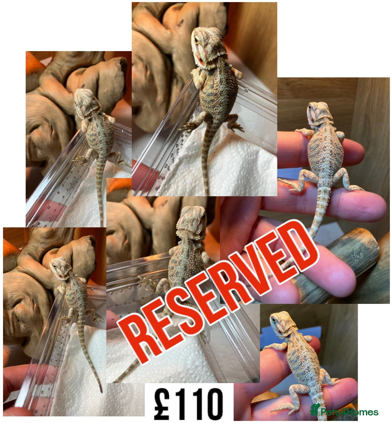 Bearded Dragon reptiles for sale: Baby Bearded Dragons For Sale! - Advert 27