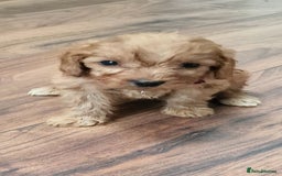 Cockapoo dogs for sale: Cockapoo - Image 7