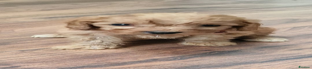 Cockapoo Puppy 1