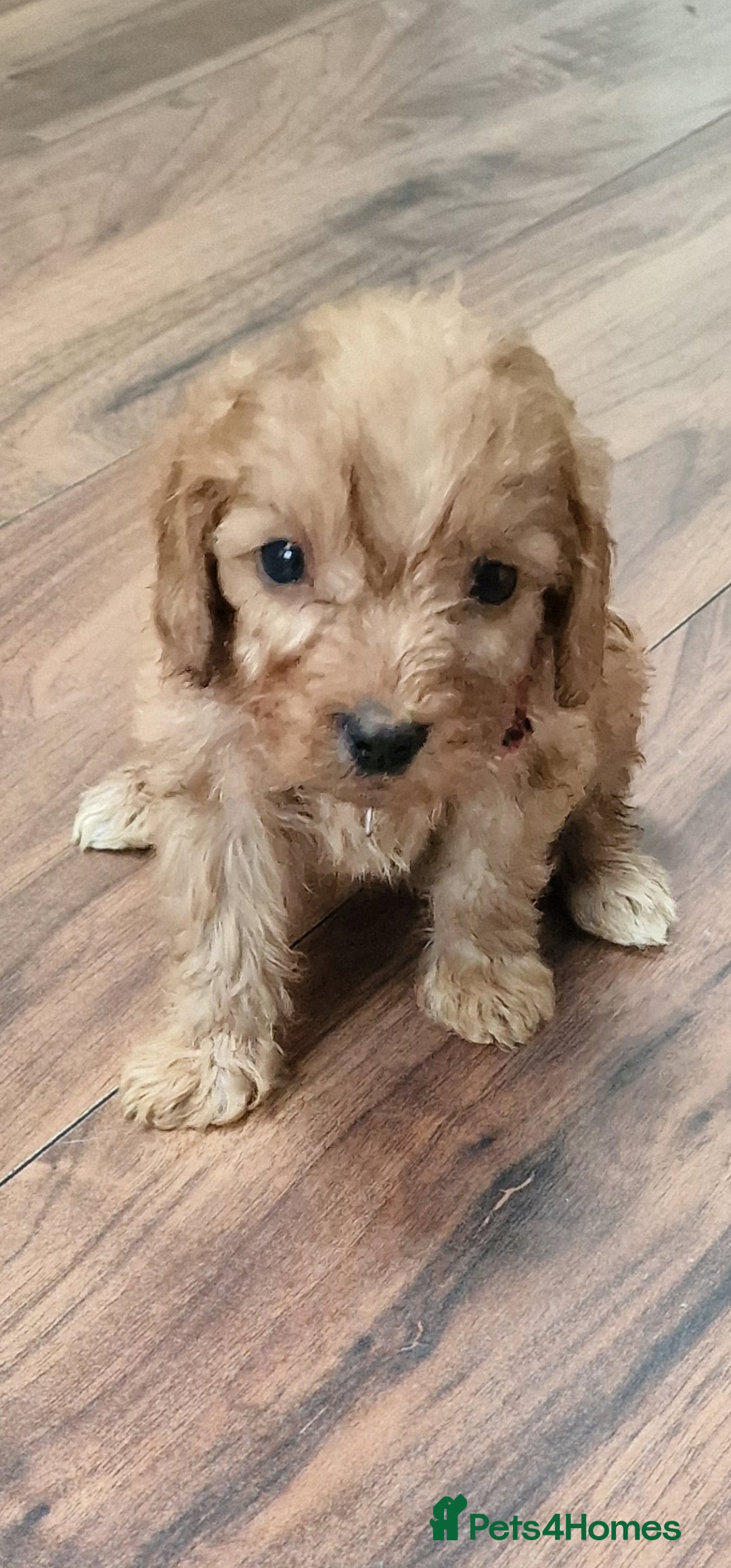 Cockapoo dogs for sale: Cockapoo - Image 7