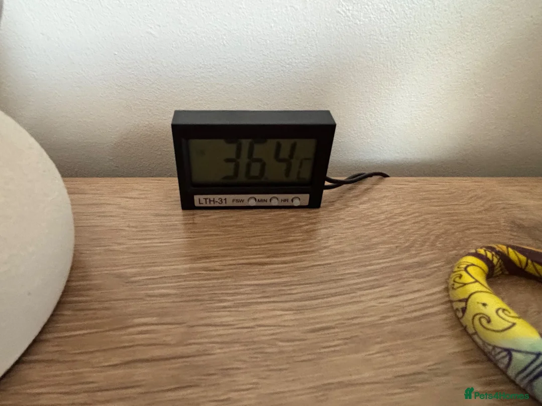 Bearded Dragon reptiles for sale: Bearded dragon  in Bicester - Advert 7