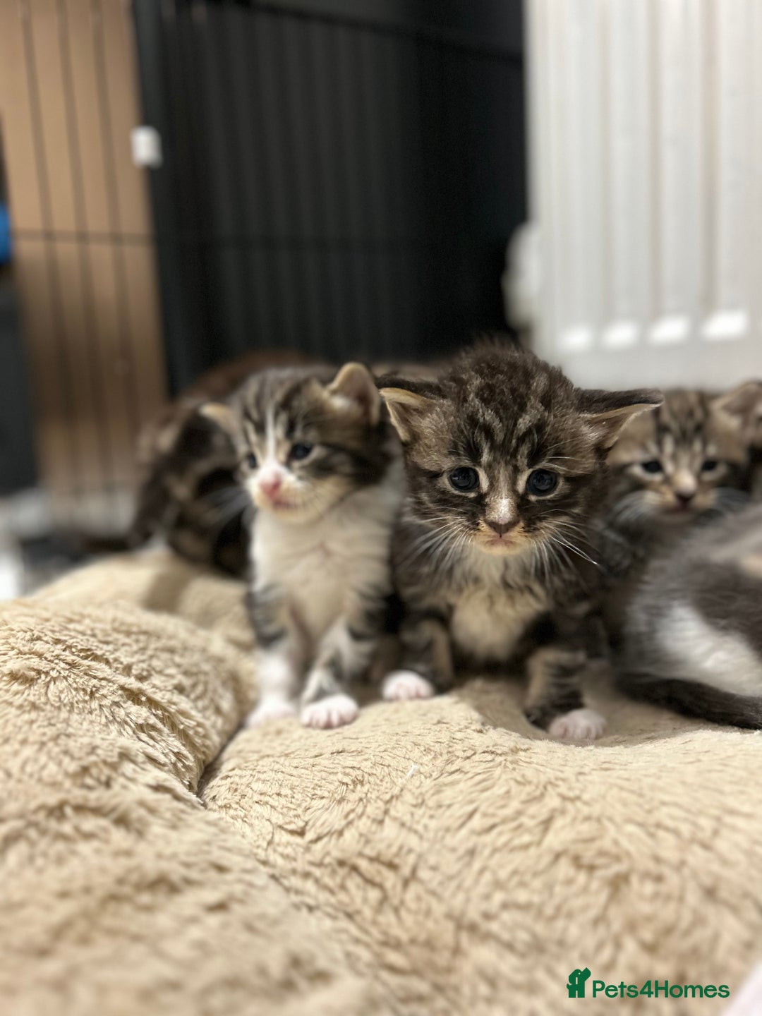Maine Coon cats for sale: Gorgeous Maine Coon Cross Kittens - Image 16