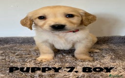 Golden Retriever dogs for sale: Gorgeous K/C Golden Retriever Puppies - Image 7