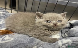 British Shorthair cats for sale: British shorthair kittens responsibly bred - Image 5