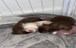 Chihuahua dogs for sale: ❌❌❌ Beautiful Chihuahua Pupppies ❌❌❌ - Image 6