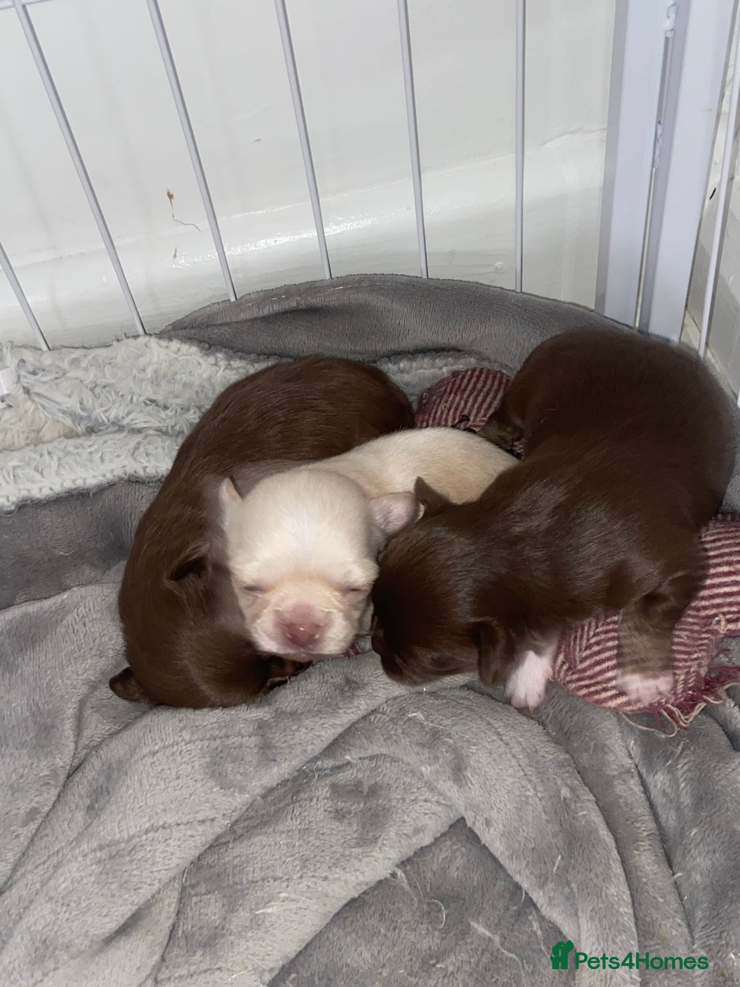 Chihuahua dogs for sale: ❌❌❌ Beautiful Chihuahua Pupppies ❌❌❌ - Image 6