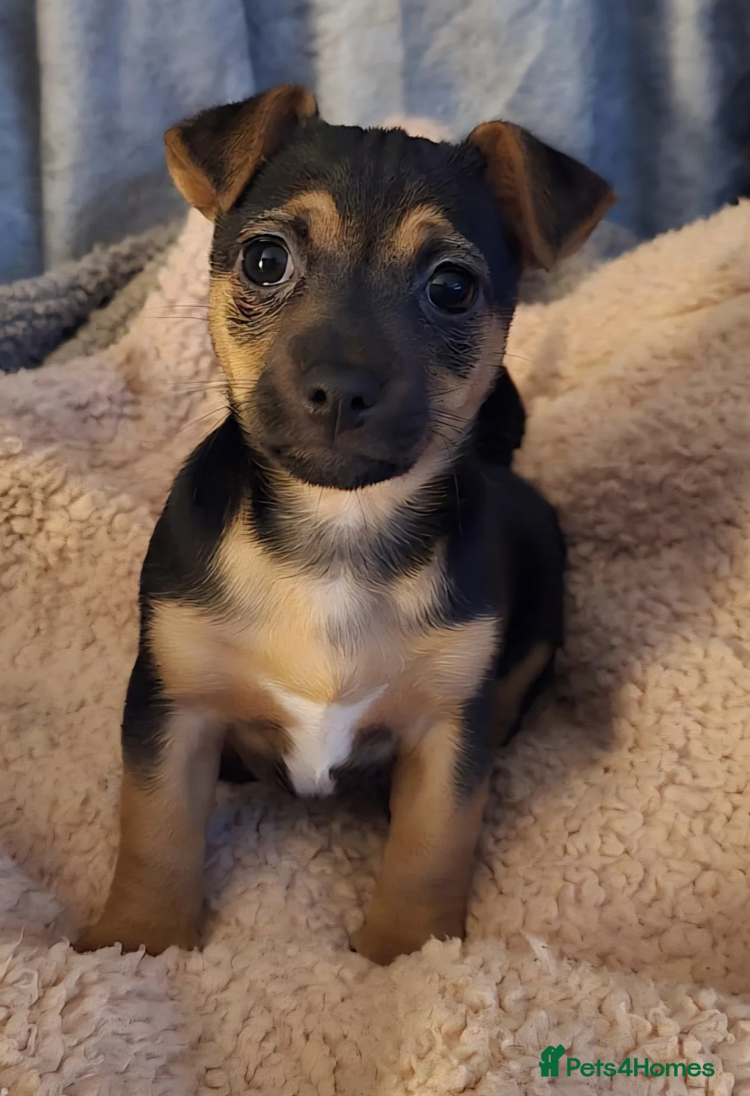 Jack Chi dogs for sale: Jackchi male £695 pup located lancaster   in Morecambe - Advert 7