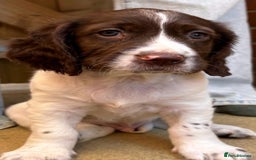 English Springer Spaniel dogs for sale: Beautiful English springer spaniel puppies - Image 5