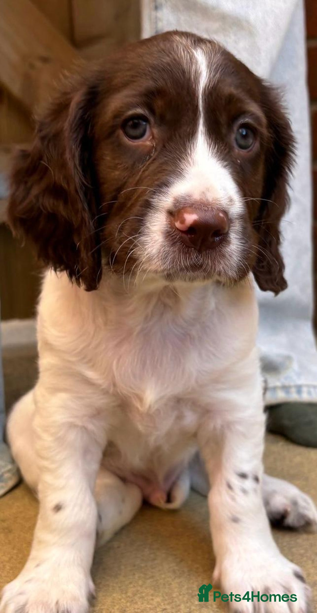 English Springer Spaniel dogs for sale: Beautiful English springer spaniel puppies - Image 5