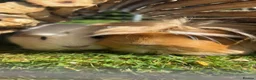 Guinea Pig rodents for sale: 3 female guinea pigs for sale (set up included) - Advert 4