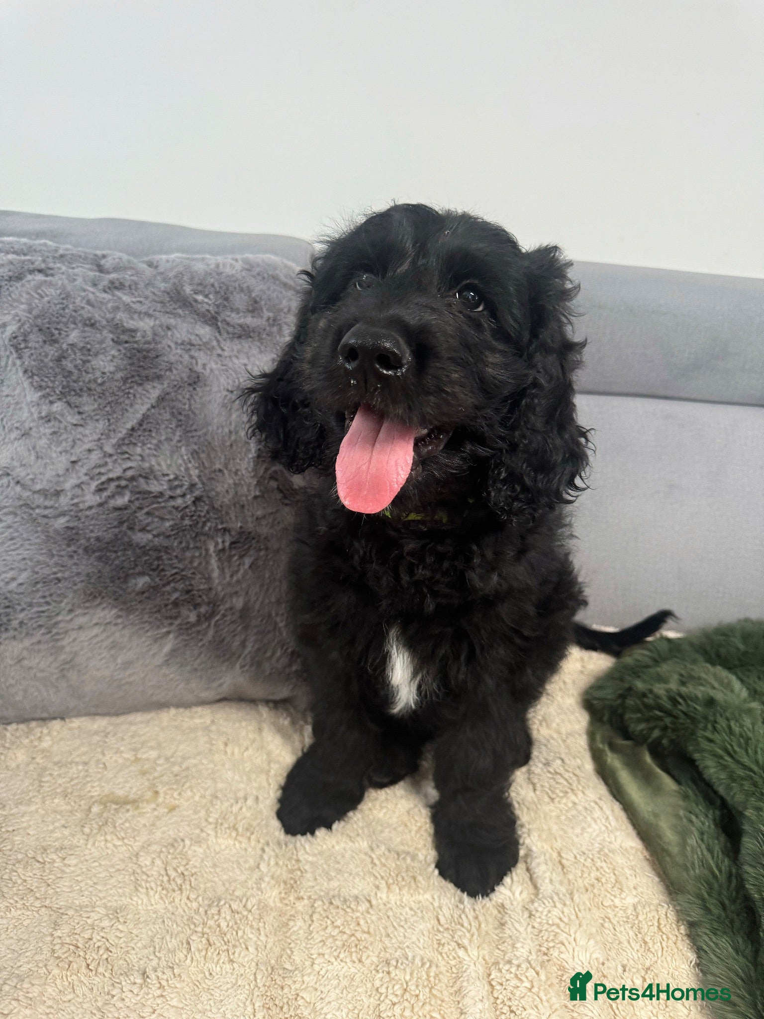 Goldendoodle dogs Ready to go F1 Standard Goldendoodle Puppies  - Advert 2