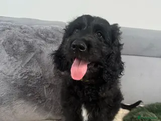 Goldendoodle dogs Ready to go F1 Standard Goldendoodle Puppies - Advert 2