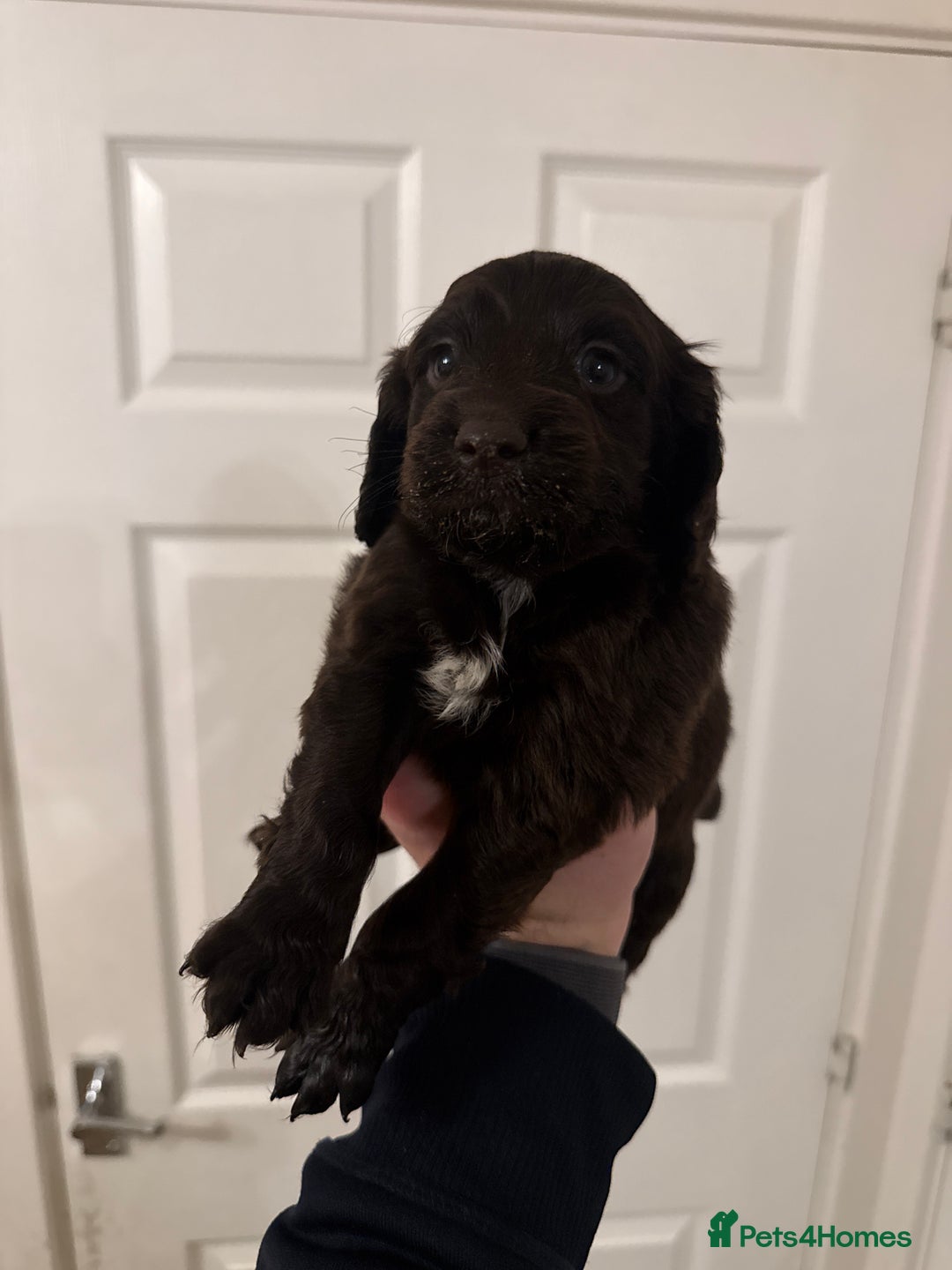 Mixed Breed dogs for sale: Beautiful Cocker Sproodles Puppies!  - Advert 16
