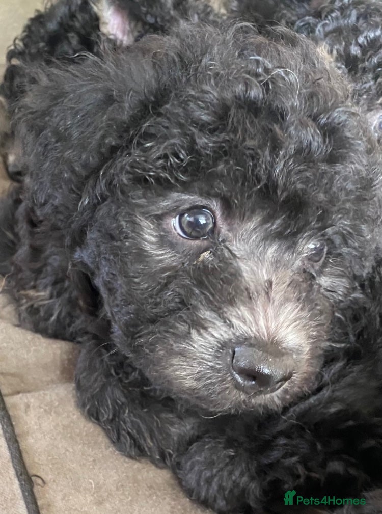 Hungarian Pumi dogs Rare Breed  - Advert 1