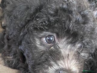 Hungarian Pumi dogs Rare Breed - Advert 1