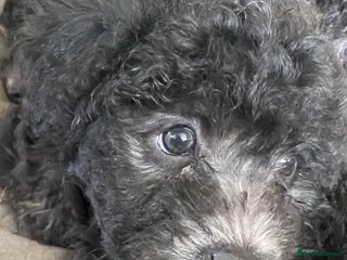 Hungarian Pumi dogs Rare Breed - Advert 2