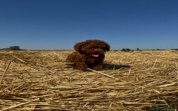 Toy Poodle dogs for sale: Toy Poodle Puppy – Red Apricot Girl - Image 15