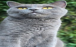 British Shorthair cats for sale: British Shorthair - Ready for Their Forever Homes! - Image 11