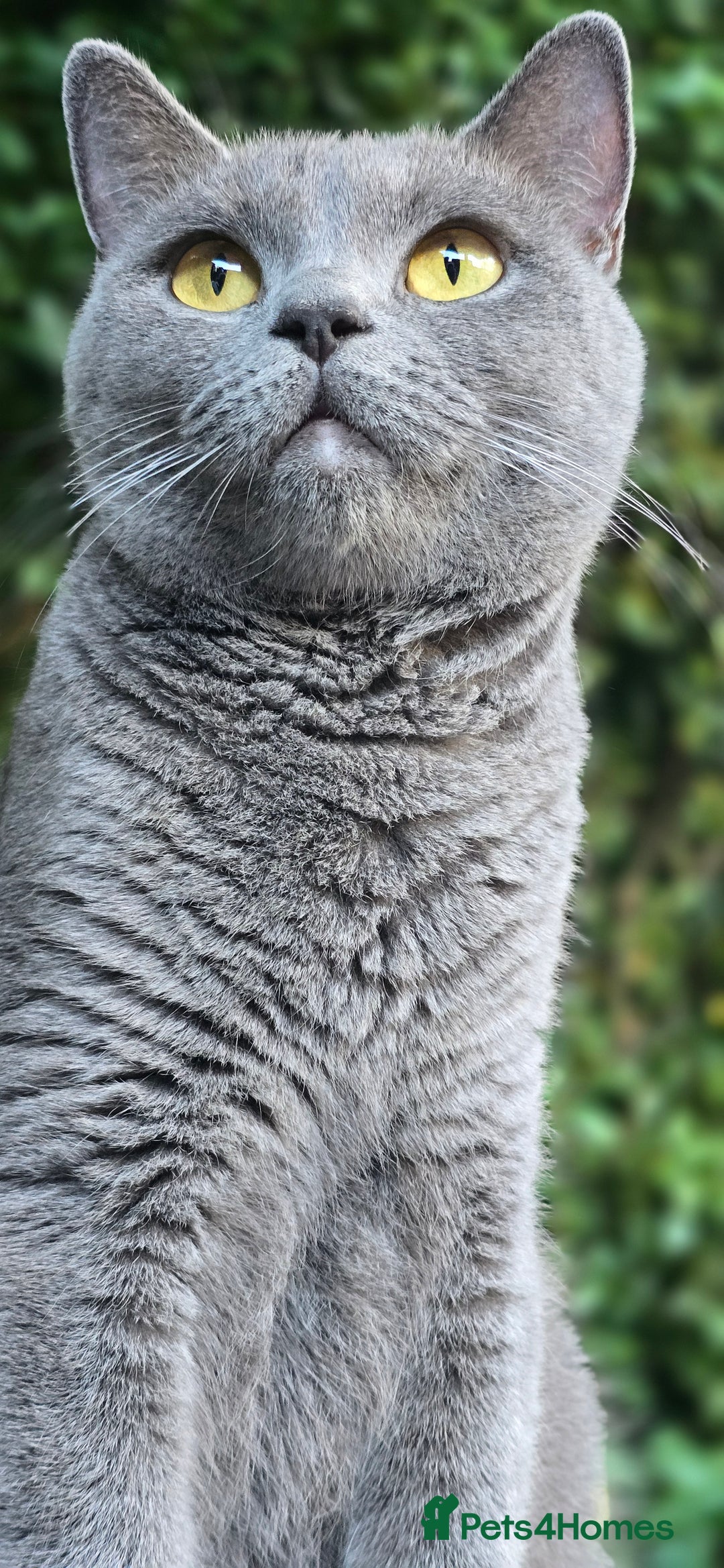 British Shorthair cats for sale: British Shorthair - Ready for Their Forever Homes! - Image 11
