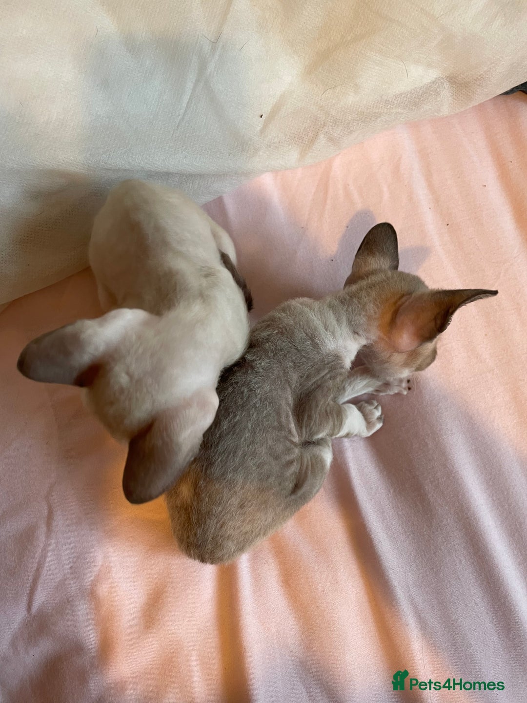 Cornish Rex cats for sale: Cornish Rex boys x2  - Image 4