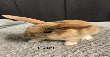 Mini Lop rabbits - Advert 11