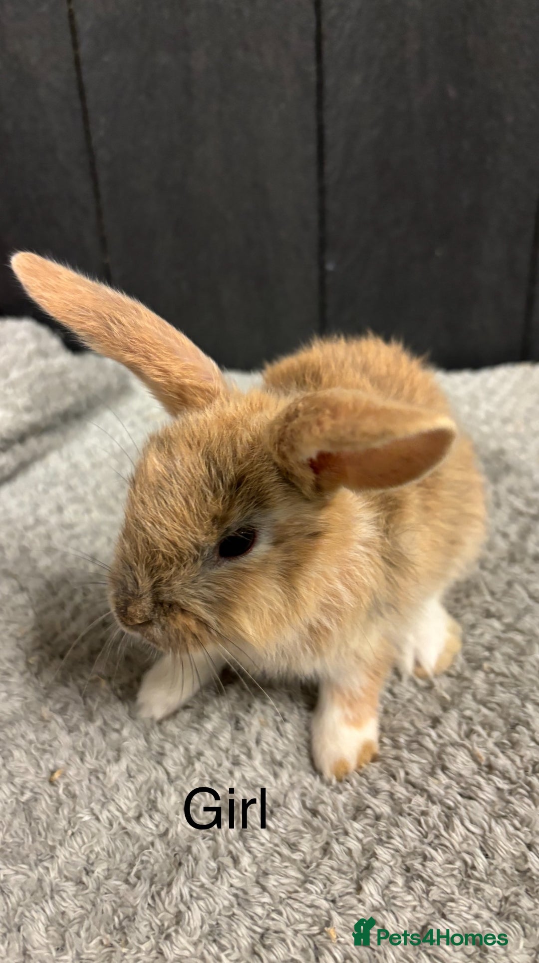 Mini Lop rabbits for sale: Stunning mini lop babies  - Image 3