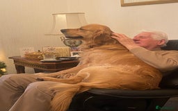 Golden Retriever dogs for stud: Golden boy Baxter - Image 6