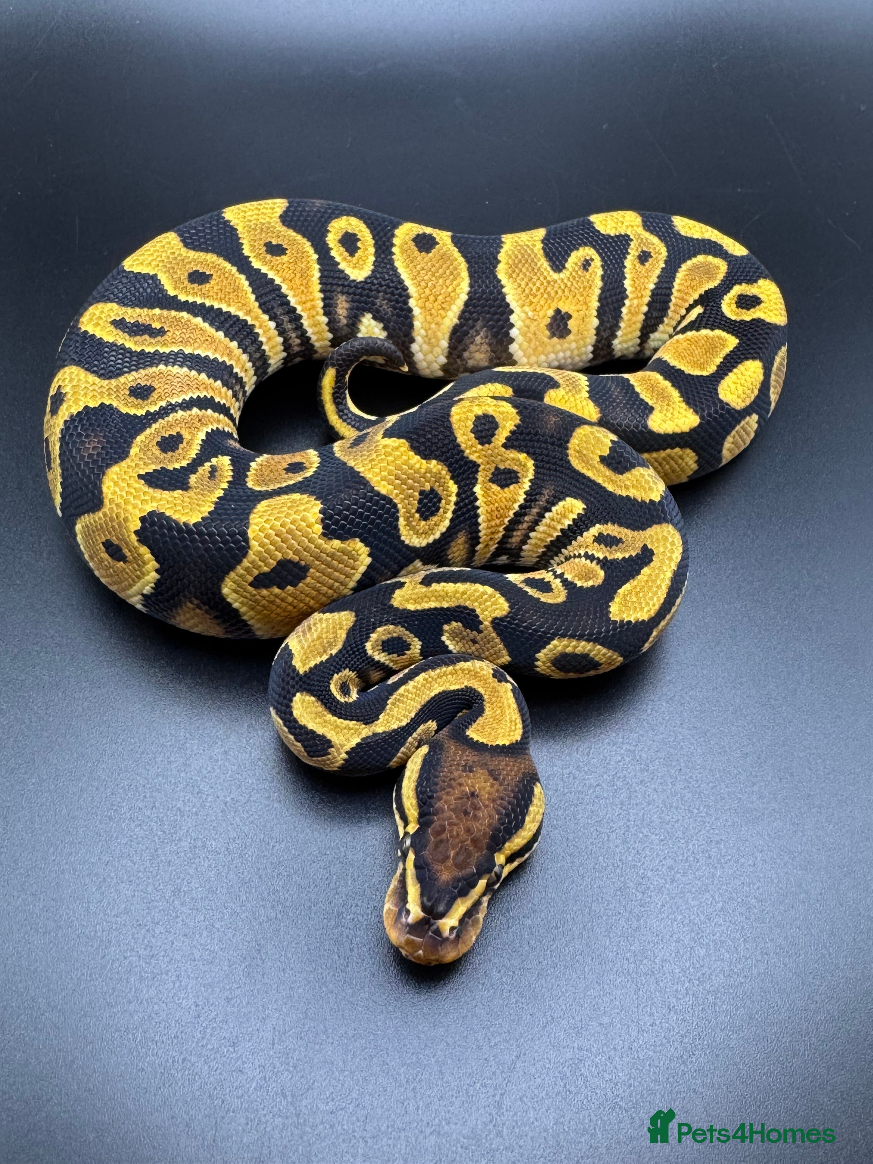 Python Snake reptiles Male Orange Dream Mojave Het Hypo - Advert 4