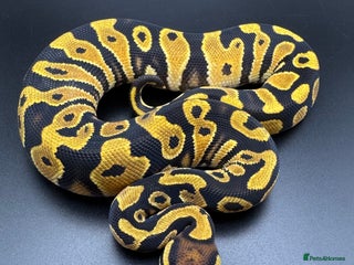 Python Snake reptiles Male Orange Dream Mojave Het Hypo - Advert 6