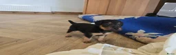 Patterdale Terrier dogs for sale: Fantastic Patterdale terrier pups D&D  - Advert 5