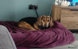 Mixed Breed dogs for adoption: Oscar deserves the best home  - Image 4