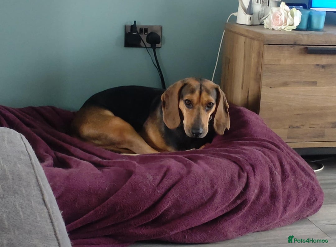 Mixed Breed dogs for adoption: Oscar deserves the best home  - Image 4