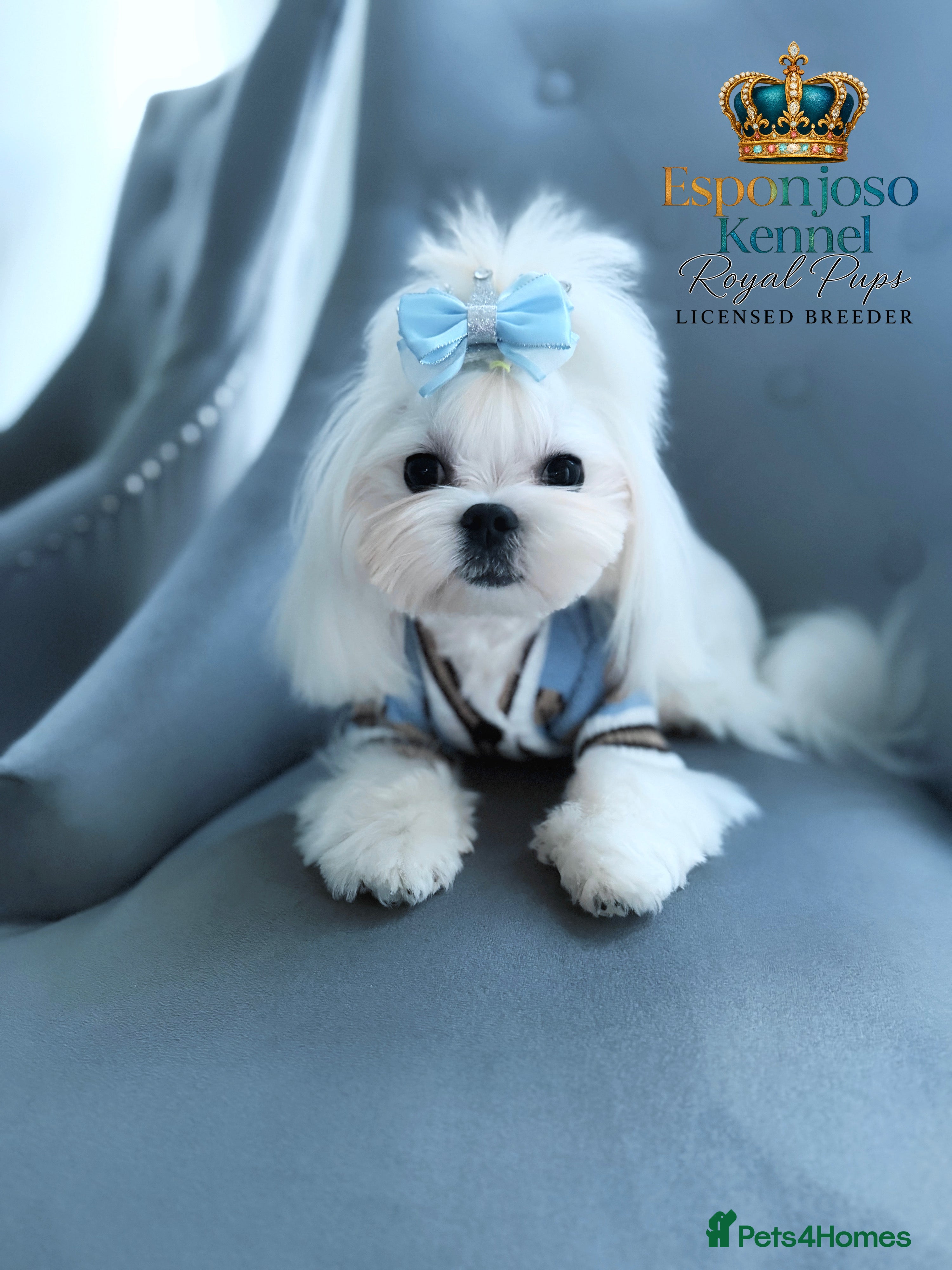 Maltese dogs 👑Exquisite KC Korean Maltese Stud DNA Clear👑 - Advert 8