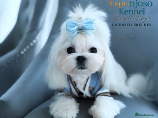 Maltese dogs 👑Exquisite KC Korean Maltese Stud DNA Clear👑 - Advert 1