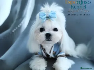 Maltese dogs 👑Exquisite KC Korean Maltese Stud DNA Clear👑 - Advert 16