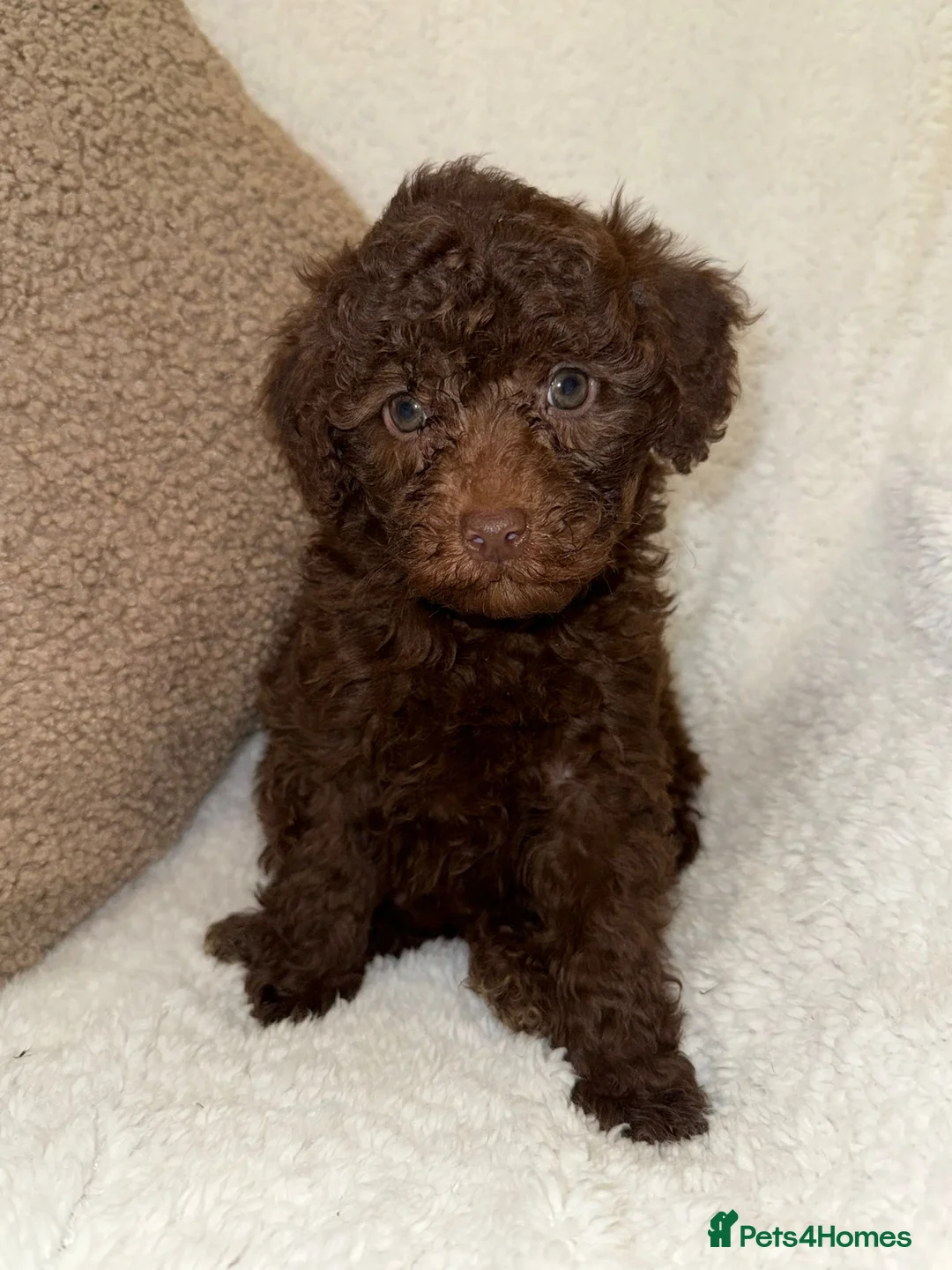 Miniature Poodle dogs for sale: Stunning Chocolate Miniature Poodles - Advert 26