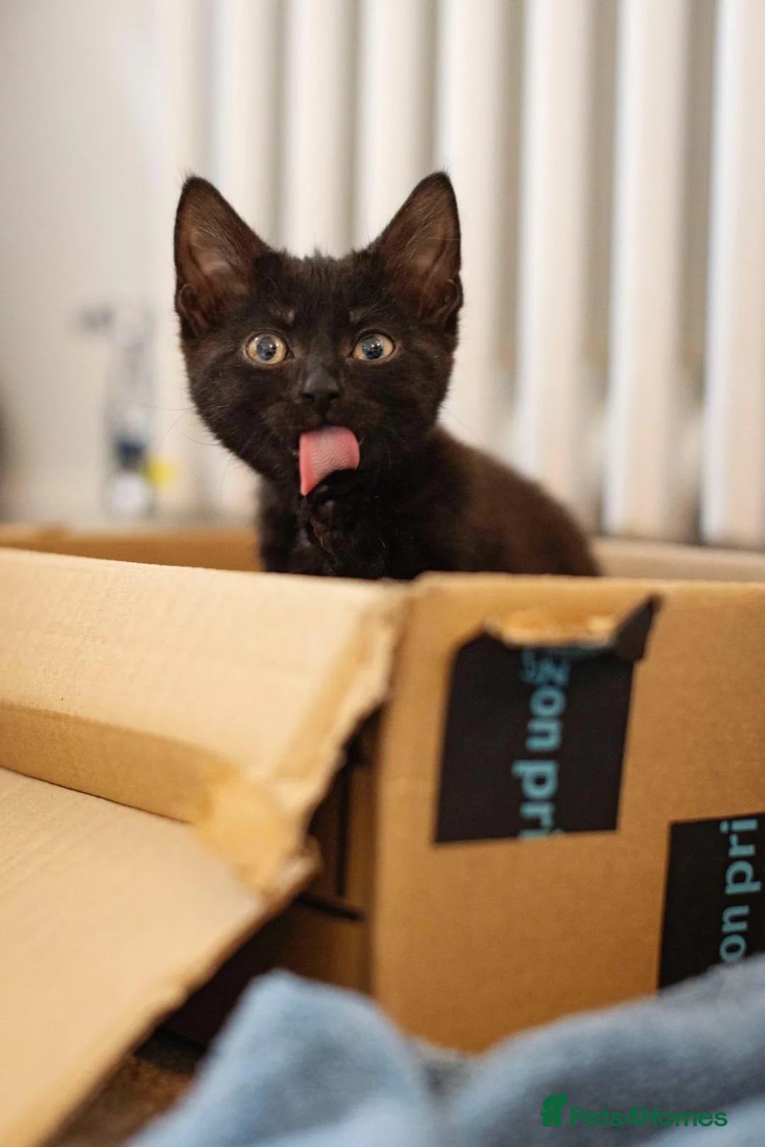 Mixed Breed cats for sale: One gorgeous 1/2 Siberian Boy left in Dorking - Advert 2