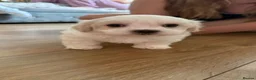 Maltese dogs for sale: Sweet girls - Advert 5