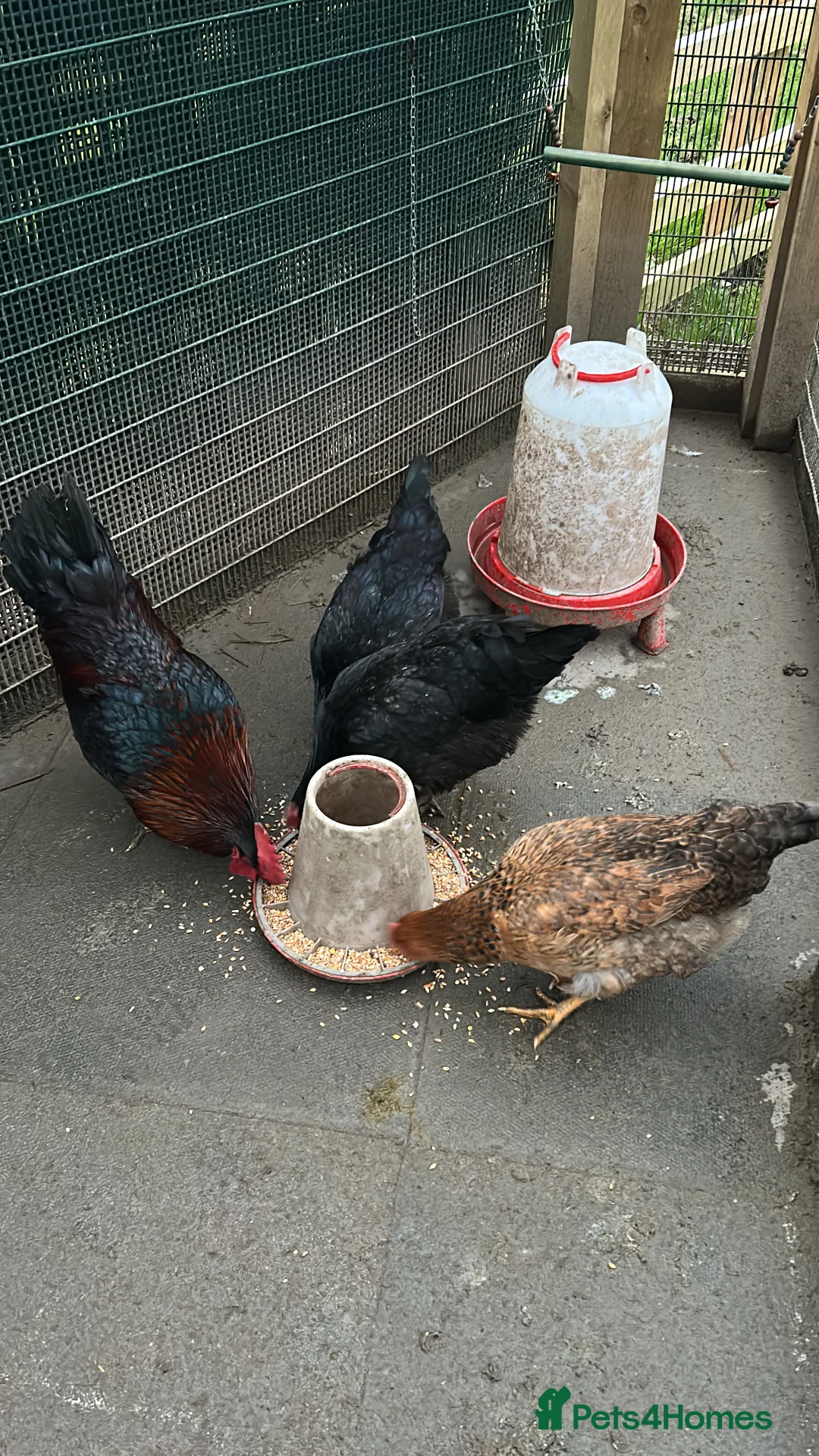 Chickens poultry for sale: Flock of 3 Chickens 🐓 For Sale   - Advert 1