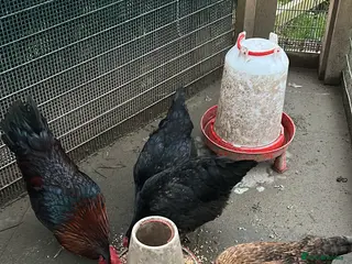 Chickens poultry Flock of 3 Chickens 🐓 For Sale - Advert 15