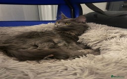 Maine Coon cats for sale: Beautiful GCCF registered main coon Kittens  - Image 7