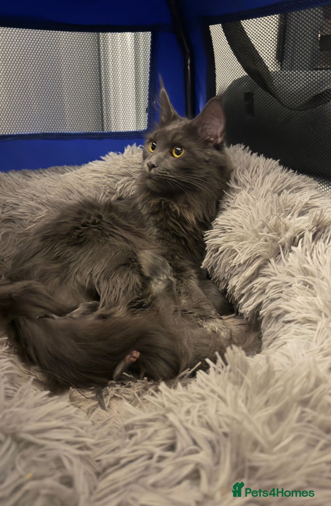 Maine Coon cats for sale: Beautiful GCCF registered main coon Kittens  - Image 7