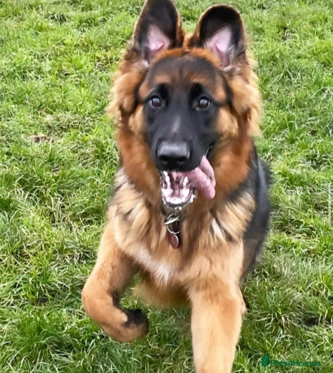 German Shepherd dogs for sale: 6 year old German shepherd female  - Advert 9