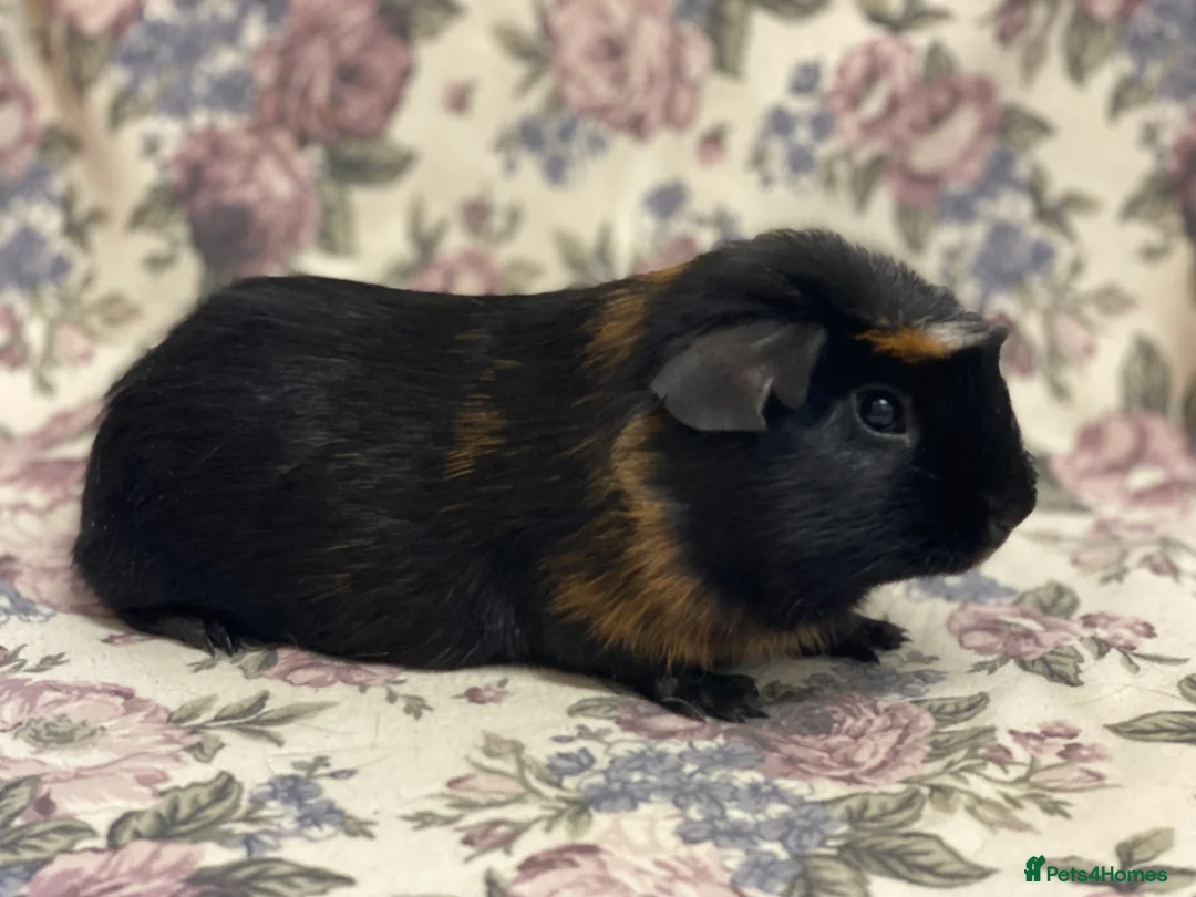 Guinea Pig rodents for sale: Pretty mix of male guineapig babies and youngsters - Advert 12