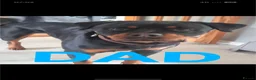 Rottweiler dogs for sale: Beautiful rottweiler pups in Exeter - Advert 2